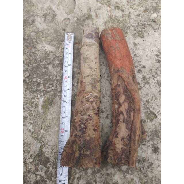 Kayu kaboa (benefits / khasiat). Jual Kayu Kaboa Asli Sancang Garut Panjang 26 Cm Indonesia Shopee Indonesia