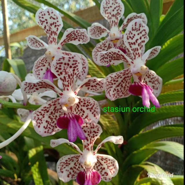 Anggrek VANDA TRICOLOUR tricolor dewasa | Shopee Indonesia
