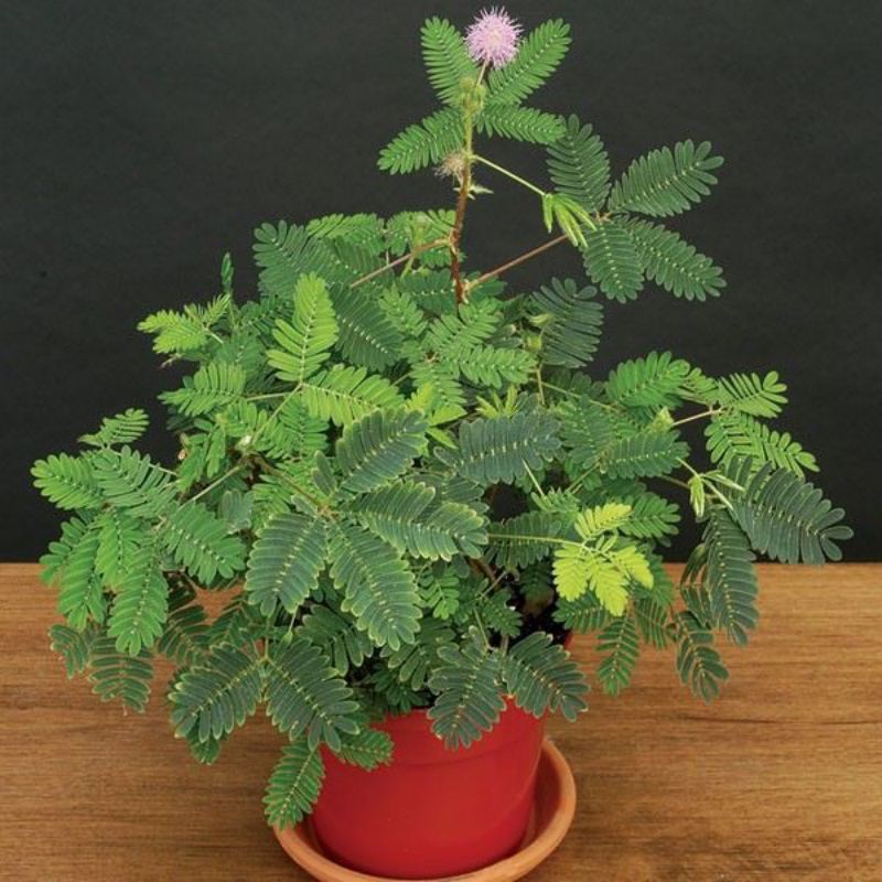 Jual Bibit Bonsai Putri Malu Bahan Bonsai Indonesia|Shopee Indonesia 800_x_800_jpg
