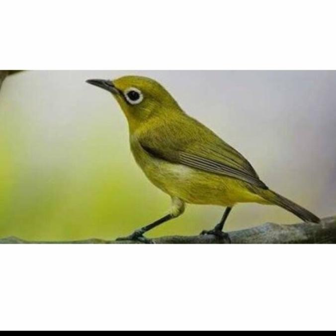 Harga Pleci Dakun Pacitan Terbaru April 2022 | Biggo Indonesia 676_x_676_jpg