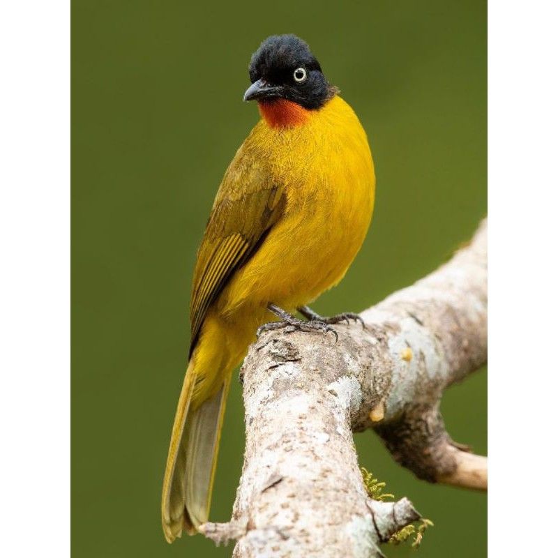 Burung Kutilang Emas Jantan Bahan Rawatan Rp75,000 800_X_800_jpg