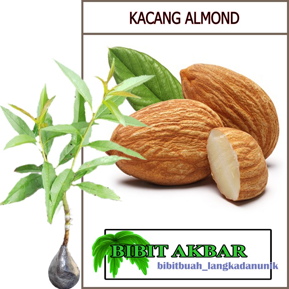 Jual Bibit Tanaman Kacang Almond Indonesia|Shopee Indonesia