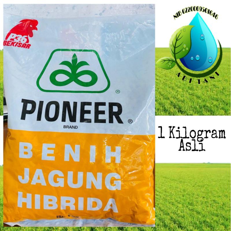 Cek harga benih jagung hibrida di priceza.co.id. Jual Benih Jagung Pioneer P36 1 Kg Asli Indonesia Shopee Indonesia