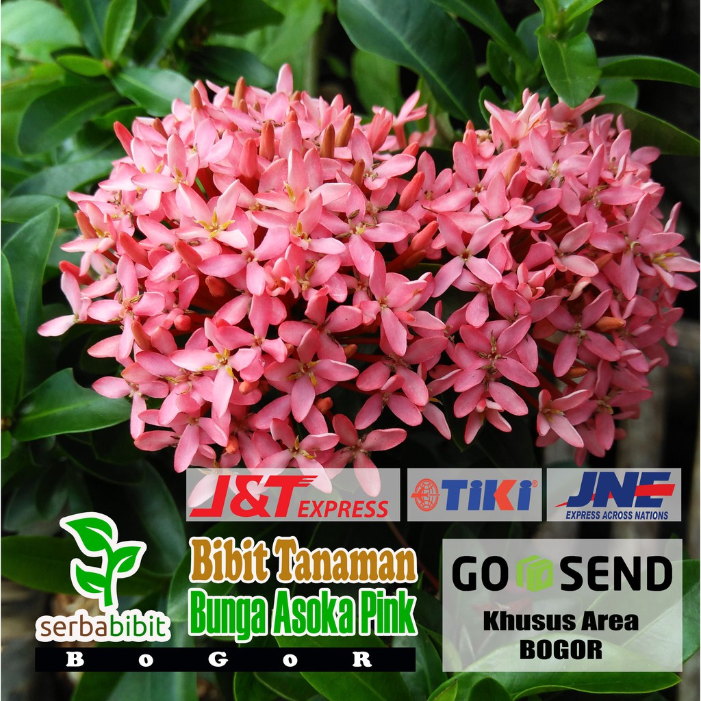 23/11/2017 · nah, karena bunganya yang indah dengan warna cerah, akhirnya tanaman ini dibawa ke rumah dan menjadi tanaman hias. Tanaman Hias Bunga Asoka Soka Pink Bibit Pohon Saraca Indica Shopee Indonesia