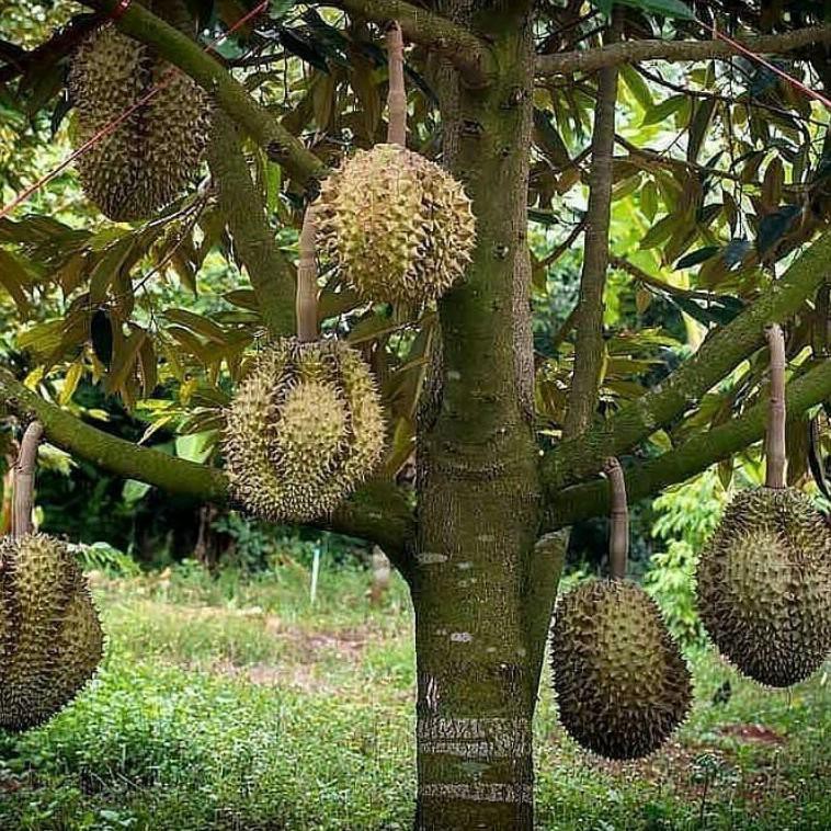 Benarkah gambar pokok durian yang telah banyak diviralkan di media sosial? Jual Ind Shop M 16ju5bb Bibit Durian Montong Bisa Berbuah Dalam Pot Bisa Tabulampot á¦ Indonesia Shopee Indonesia