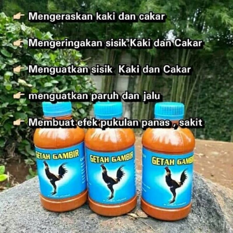 Cara mengeraskan kaki ayam aduan. Getah Gambir Pengeras Kaki Ayam Aduan Shopee Indonesia