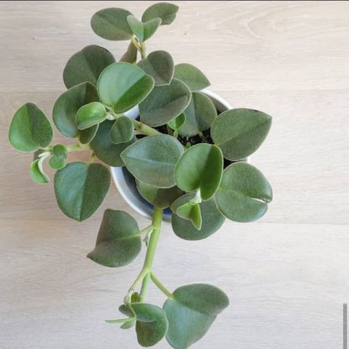 Tanaman Hias Peperonia Incana / Daun Silver / Berbulu + Pot Tawon | Shopee  Indonesia