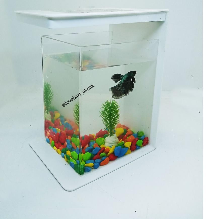 Aquarium mini portable plus lampu dan mesin aerator: Harga Aquascape Cupang Mini Terbaru Juli 2021 Biggo Indonesia
