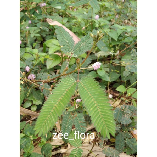 Daun Putri Malu Segar, 250Gram | Shopee Indonesia 600_x_600_jpg