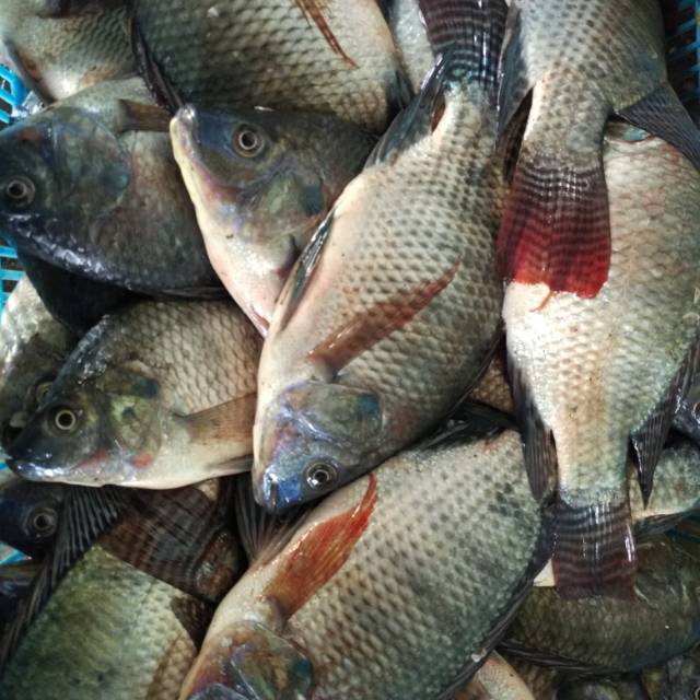 Ikan nila mujaer segar 1 kg | Shopee Indonesia