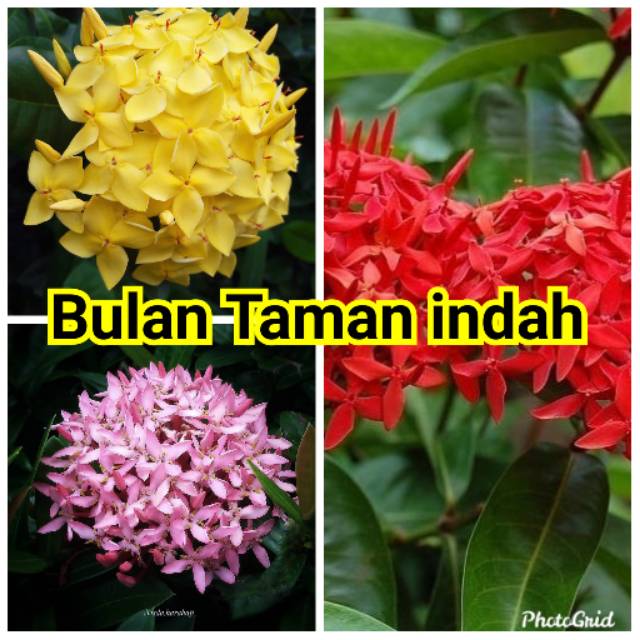 Di sisi lain bunga asoka juga memiliki warna . New Produck Paket 5 Tanaman Hias Pohon Asoka Asoka Isi 3 Warna Bunga Pink Kuning Merah Shopee Indonesia