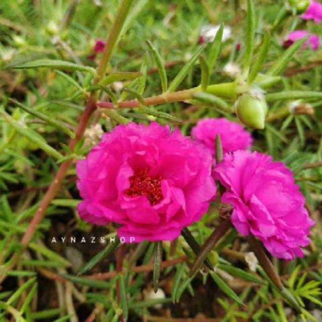 Krokot / Stek Mawar Tanah / Moss rose UNGU Mossrose / Portulaca Tanaman  hias bunga pukul 9 | Shopee Indonesia