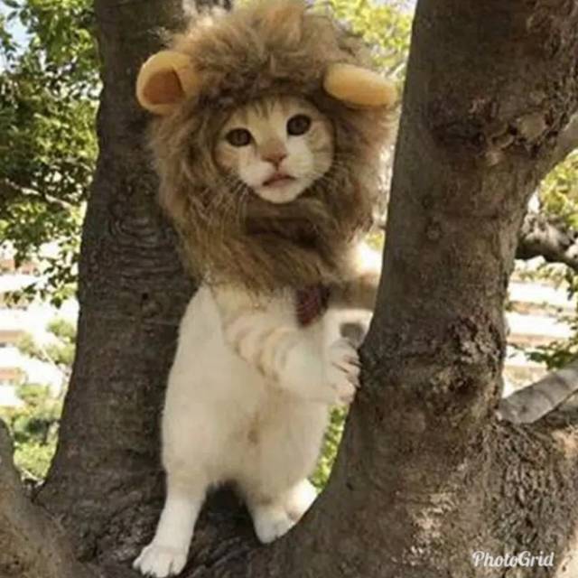 baju untuk kucing &amp; anjing wig singa ( topi rambut singa )