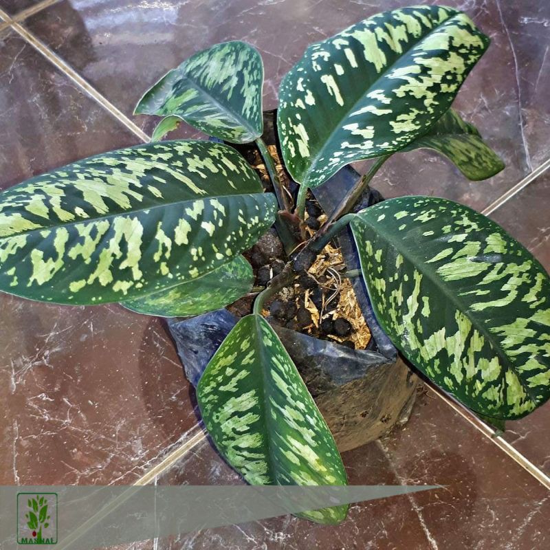 Oj's houseplants offers variety of indoor plants that help improve air quality, help reduce stress. Tanaman Hias Homalomena Wallisii Camouflage Shopee Indonesia