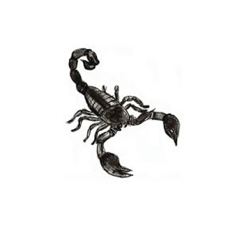 Jual Tato Temporer Kalajengking Tatto Temporary Kalajengking Anti Air Indonesia|Shopee Indonesia 320_x_320_jpg