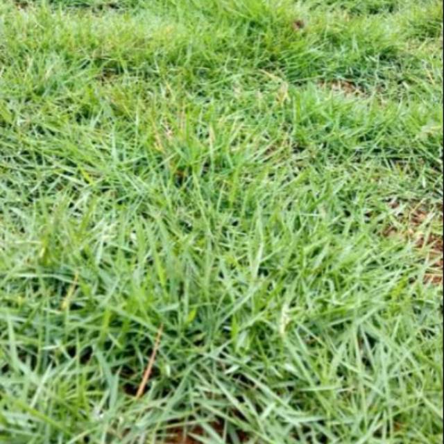 RUMPUT JEPANG dan rumput gajah mini / PEKING UKURAN 30*30CM | Shopee  Indonesia