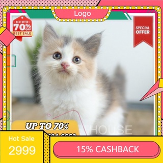 Calico is a gorgeous spatial puzzle game for the whole family! Jual Calico Cat Harga Terbaik April 2022 Shopee Indonesia