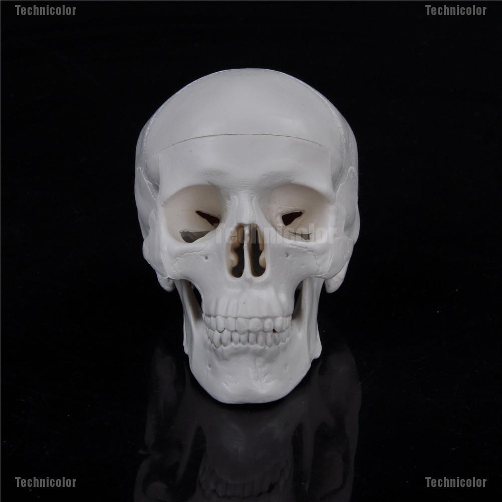 Murah [Bayar di Tempat]Tengkorak Kepala Manusia untuk Mengajar Anatomi |  Shopee Indonesia