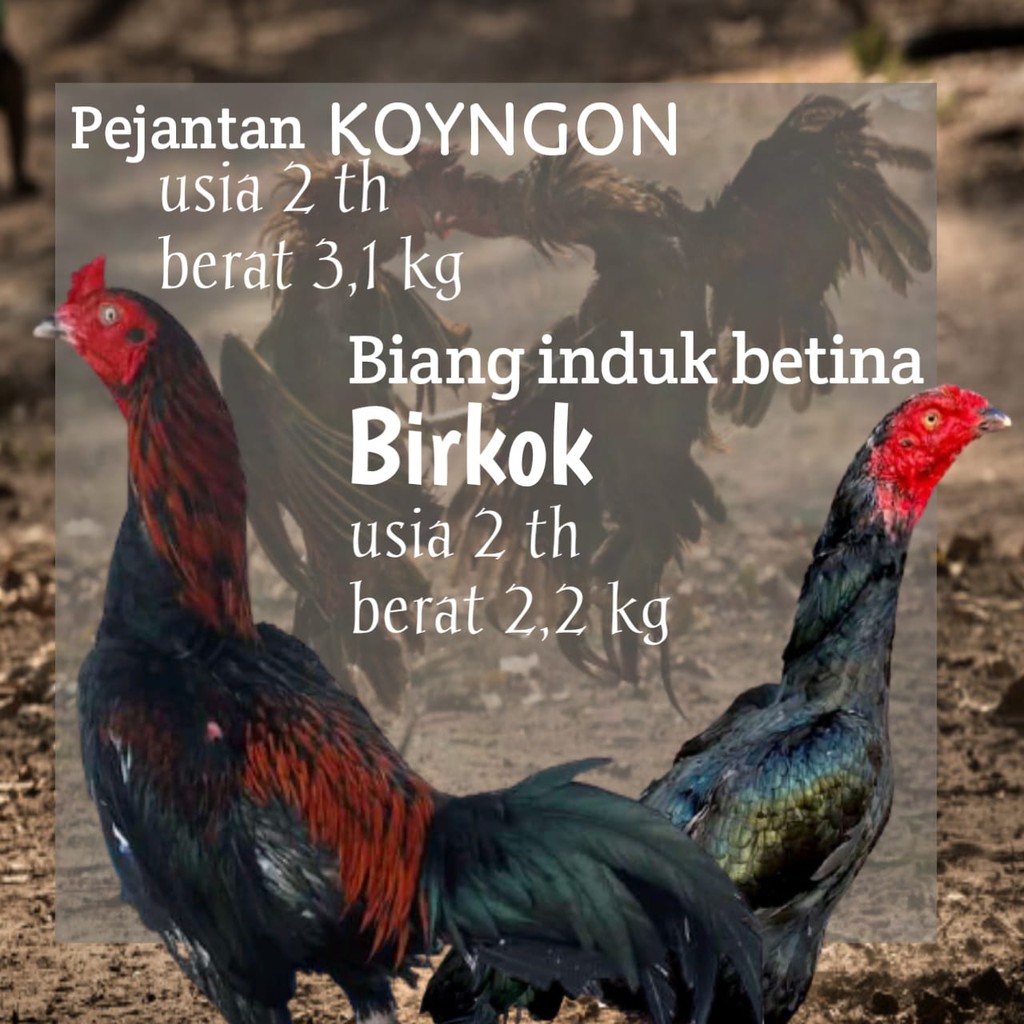 Pukul maksimal dan tepat inilah 6 cara merawat dan. Telur Fertil Ayam Bangkok Koyngon Silang Birkok Shopee Indonesia