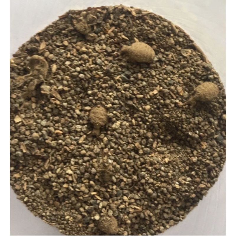 undu undur hidup buat diabetes 50 ekor | Shopee Indonesia