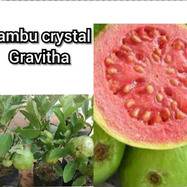 Dilihat dari segi fisik, jambu mutiara sangat berbeda dengan jambu kristal. Jual Bibit Jambu Biji Merah Indonesia Shopee Indonesia