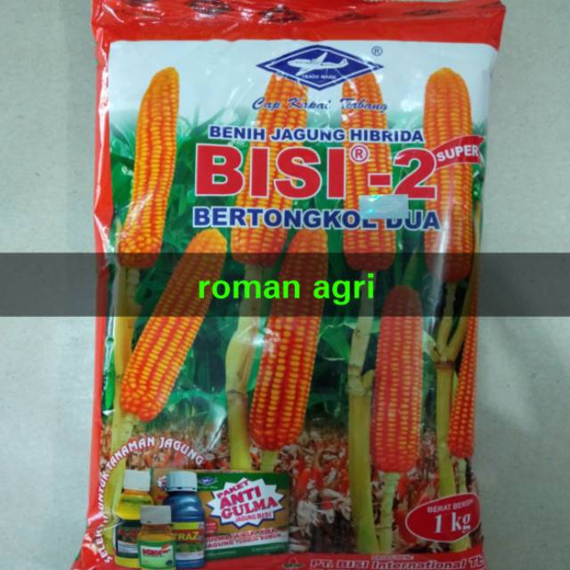 Jual Benih Jagung BISI 2 isi 1 kg Jagung Tongkol Dua Indonesia|Shopee  Indonesia