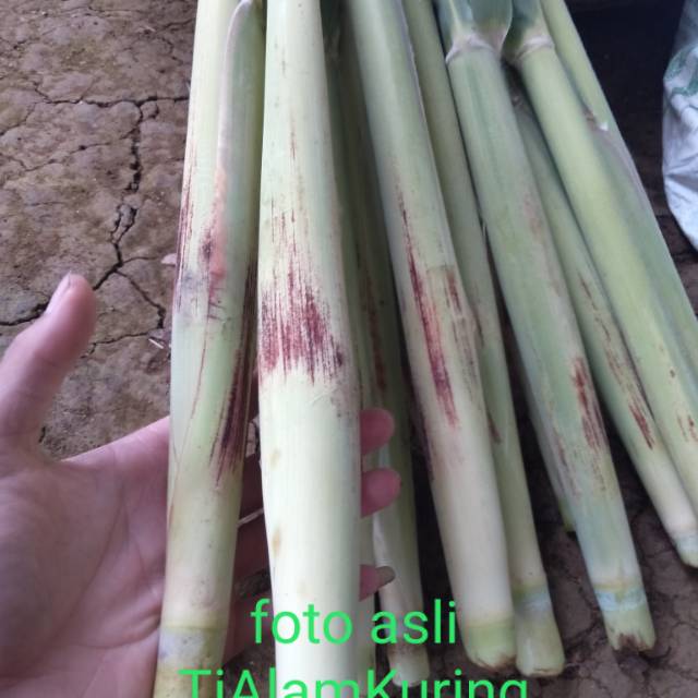 (saccharum edule) dikenal sebagai salah satu jenis sayuran indigenous (sayuran lokal) yang banyak dijumpai di pulau . Terubuk Turubuk Terubus Tiwu Endog Tebu Telor Sayur Segar Per Pcs Shopee Indonesia