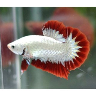 Rp 500.000ikan cupang yellow base super grade. IKAN CUPANG JANTAN/BETINA PLAKAT RED DRAGON SNOW Line