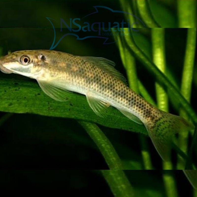 Mengatasi cyanobacteria | blue green algae (bga).ikuti aturan pakai,jangan pernah berlebihankarna sesuatu yg berlebihan itu gak baik. Jual Ikan Chinese Algae Eater Cae Algaeter Pembersih Aquascape Indonesia Shopee Indonesia