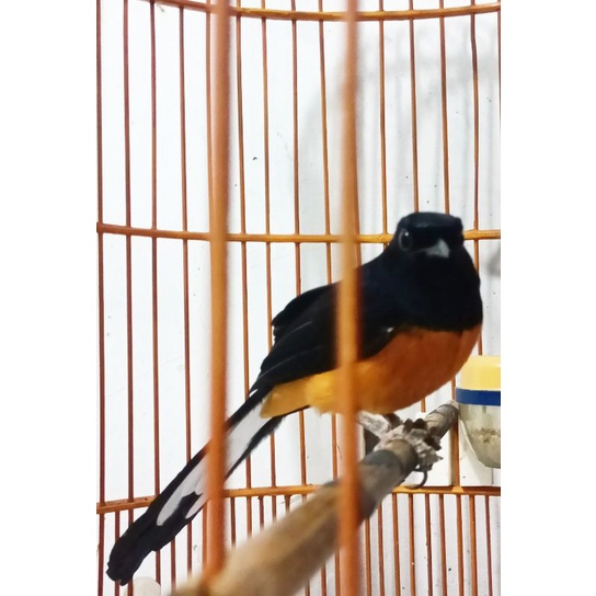 Jual Burung Murai Batu Borneo Kalimantan Full Set Indonesia|Shopee Indonesia 544_X_544_jpg