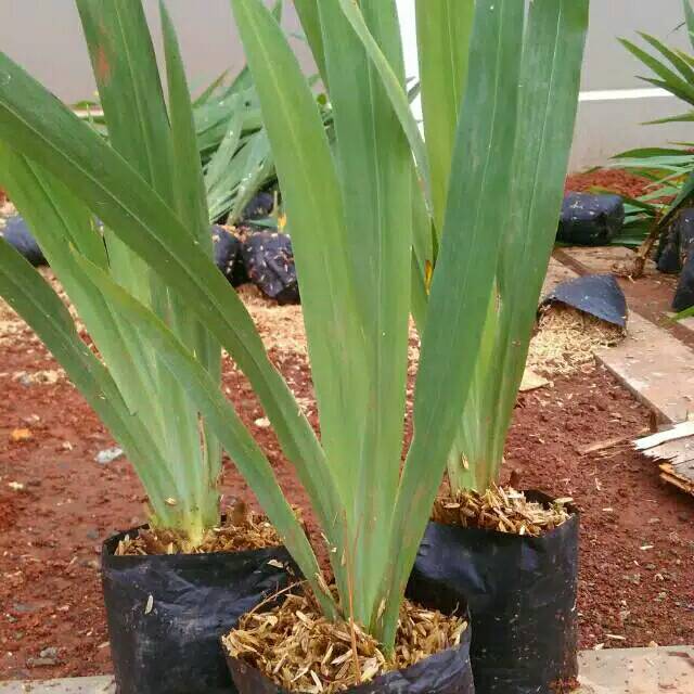 Tanaman padi termasuk divisi spermatophyta kelas monocotyledonae ordo poales famili graminae genus oryza dan spesies sativa 8. Jual Tanaman Hias Airis Atau Bunga Padi Indonesia Shopee Indonesia