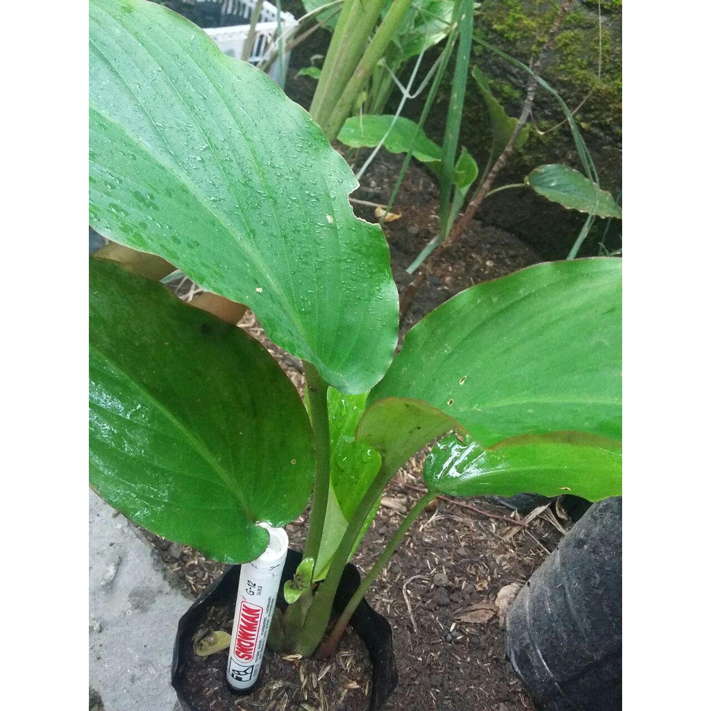 Bibit Kunyit Hitam atau Black Ginger | Shopee Indonesia