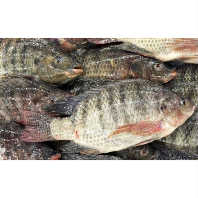 Ikan mujair (500-600gr) | Shopee Indonesia