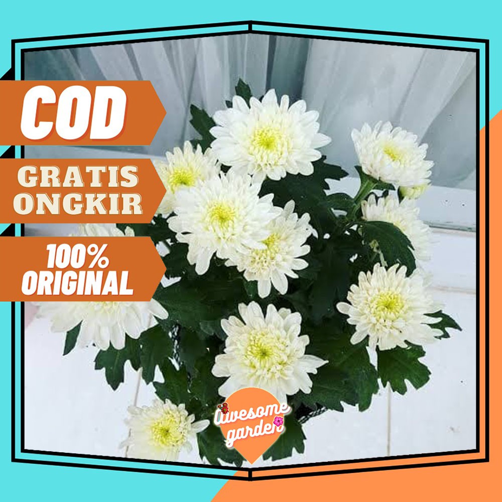 Tanaman hias bunga krisan merupakan salah satu tanaman hias yang cukup populer di . Bunga Krisan Putih Hidup Bunga Hias Cantik Tanaman Hias Bunga Hias Bunga Krisan Berbunga Shopee Indonesia