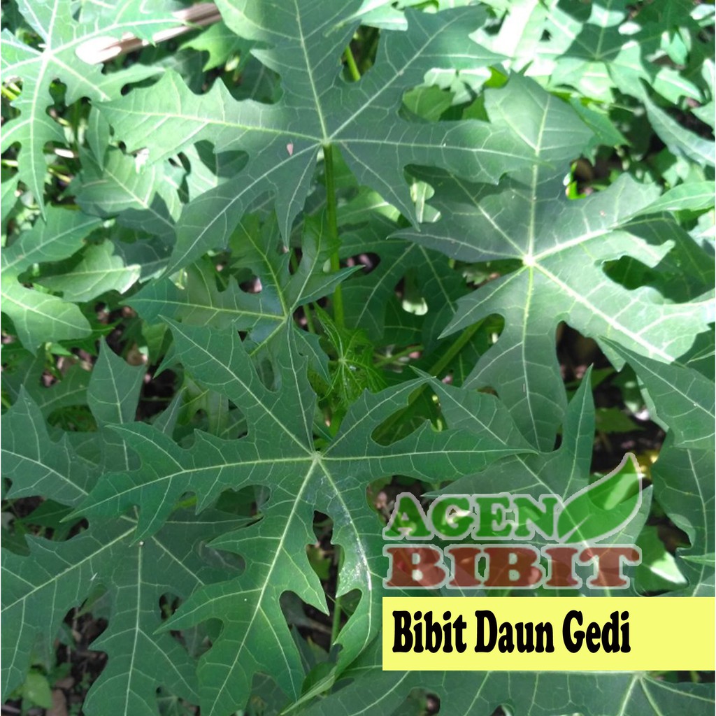 Bibit Pohon Daun Gedi Tanaman Daun Pepaya Jepang Herbal | Shopee Indonesia