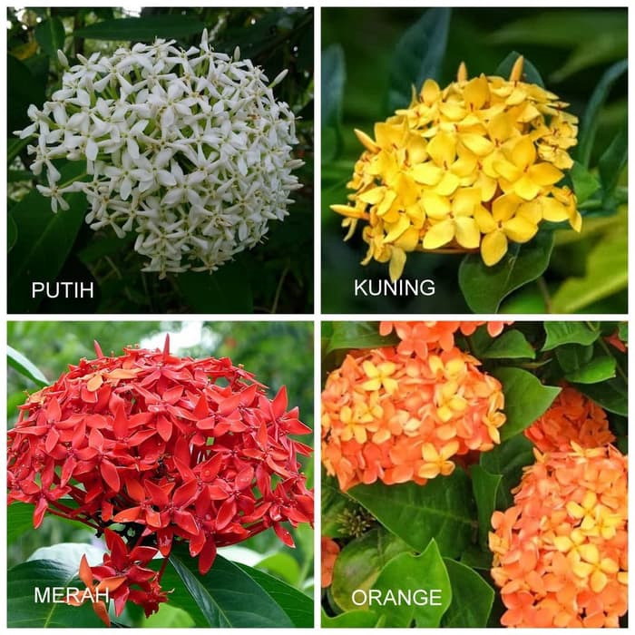 Cari harga dan promo terbaik untuk bunga soka merah diantara 1152 produk. Tanaman Hias Asoka Jambon Bunga Putih Kuning Merah Orange Bunga Soka Jambon Shopee Indonesia