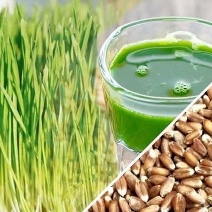 Benih Biji Gandum / Wheat Grass Import 1.000gr | Shopee Indonesia