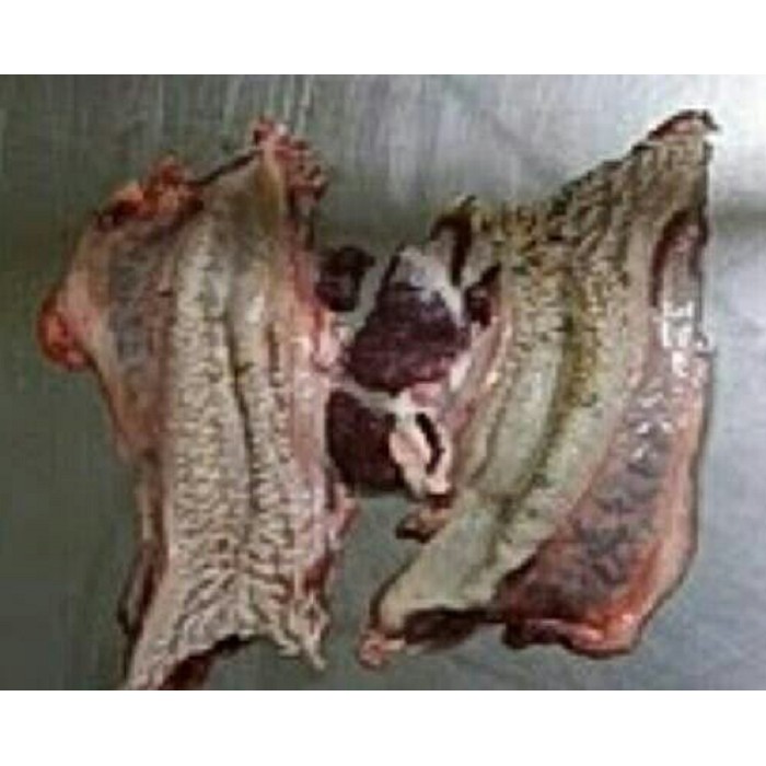 Cingur Sapi / Lips | Shopee Indonesia