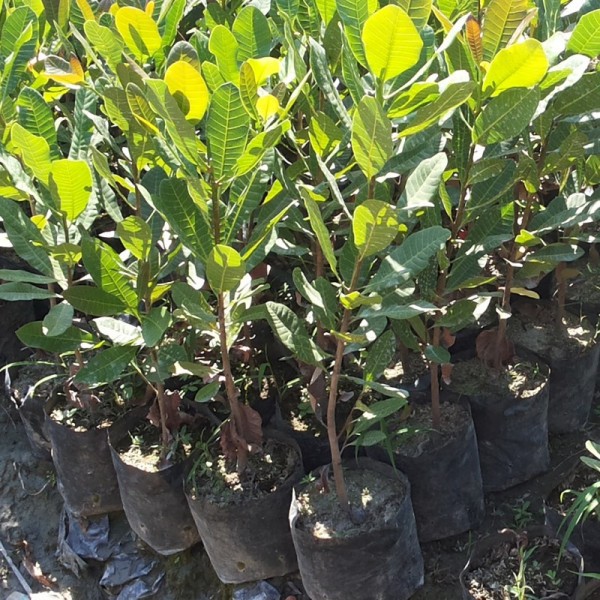 Jual Bibit Jambu Mete Jambu Mede Jambu Monyet Indonesia|Shopee Indonesia