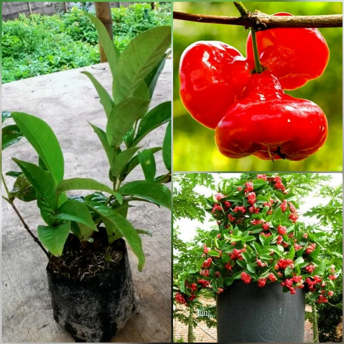 Bibit Pohon Jambu Air Kancing Merah - Buah Jambu - Tanaman Jambu Air |  Shopee Indonesia