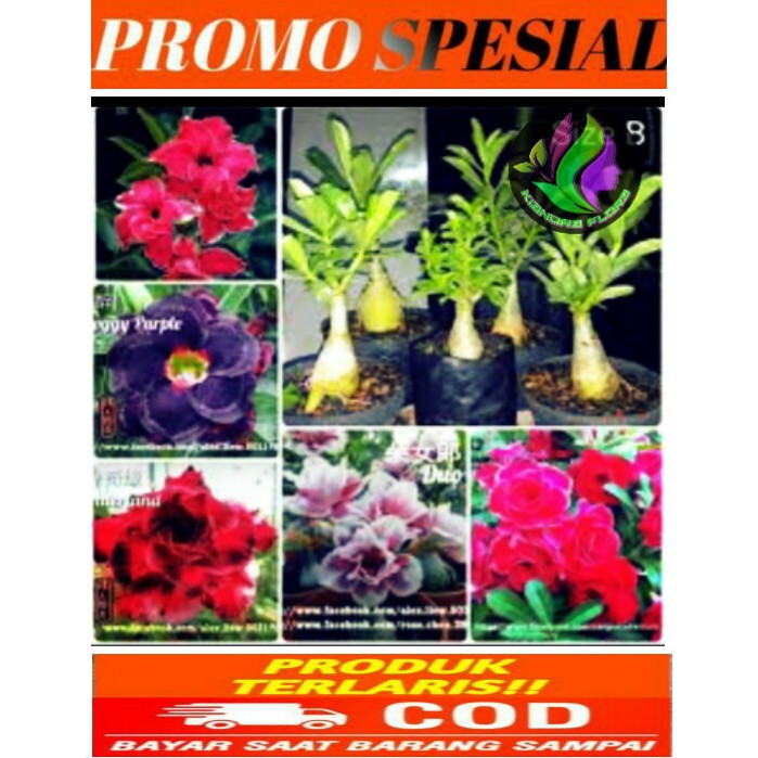 Jual (COD) Paket 5 tanaman adenium jepang_size B BIBIT Indonesia|Shopee  Indonesia