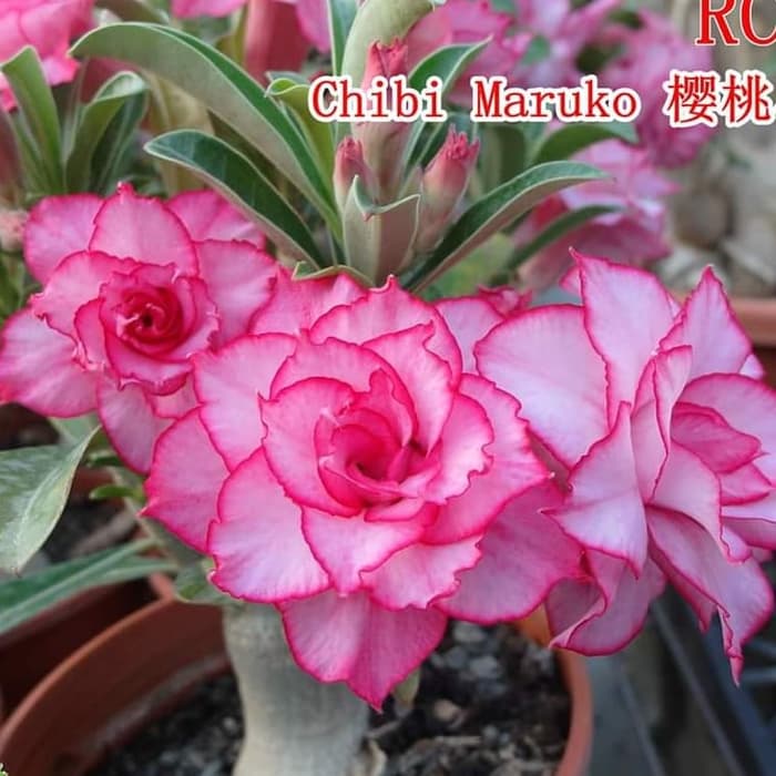 Jual PROMO!! Tanaman Hias Bunga Adenium Tumpuk Kamboja Jepang id Chibimaru  sz A Indonesia|Shopee Indonesia