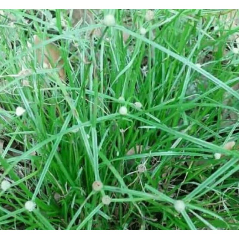 daun jukut pendul berkhasiat tinggi | Shopee Indonesia