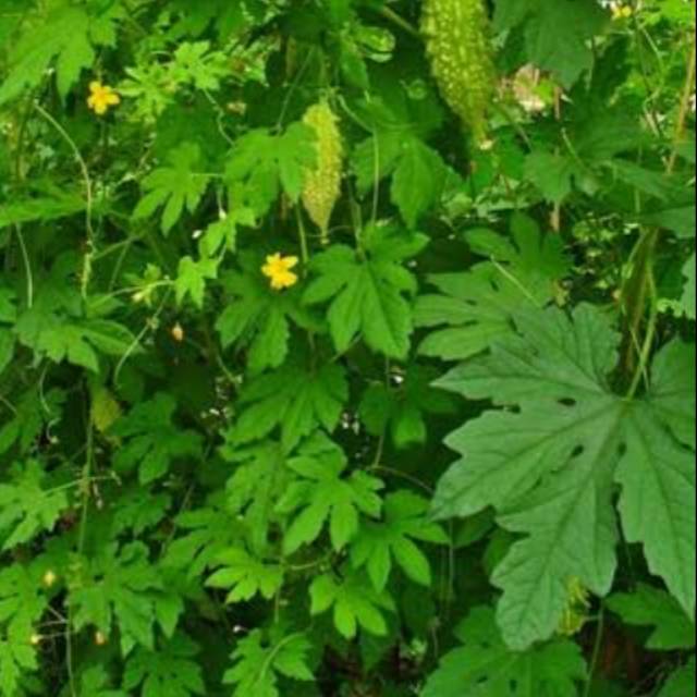 daun pare hutan segar 500 grm | Shopee Indonesia