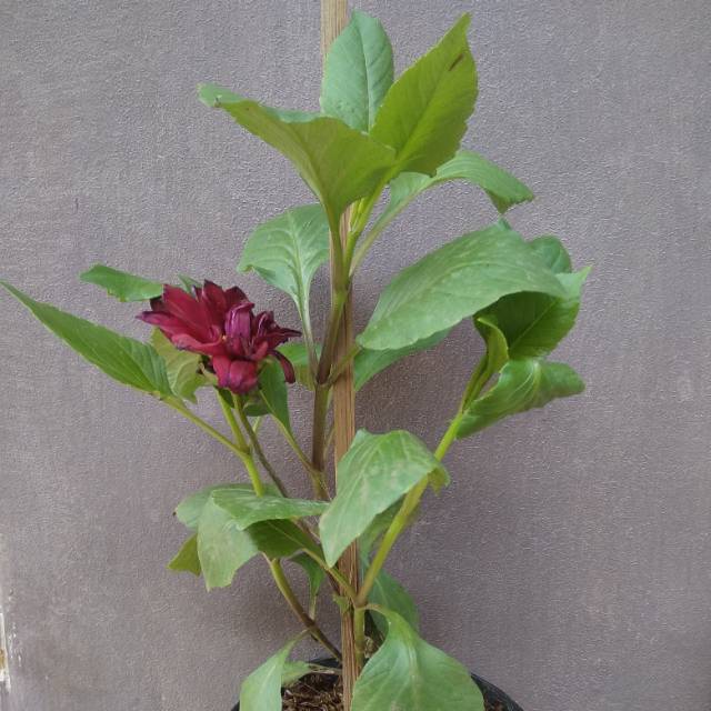 Bunga nan cantik menawan menjadi rebutan Tanaman Bunga Dahlia Semua Warna Shopee Indonesia