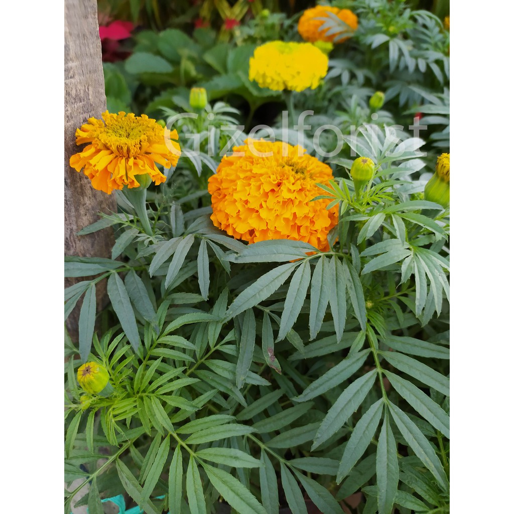 Bunga Hias Marigold Oranye | Shopee Indonesia