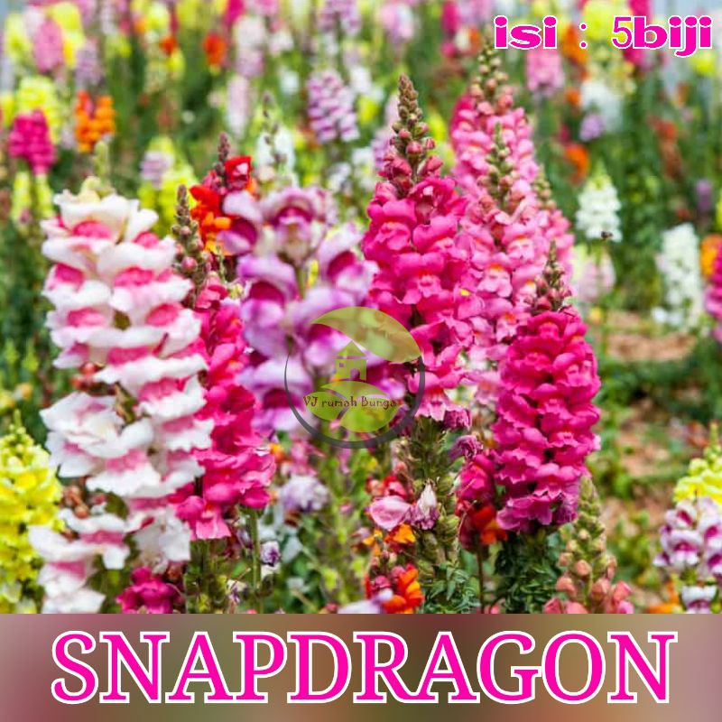 Belanja online bunga snapdragon terbaik, terlengkap & harga termurah di lazada indonesia | bisa cod. Benih Bunga Snapdragon Benih Biji Bunga Tengkorak Shopee Indonesia