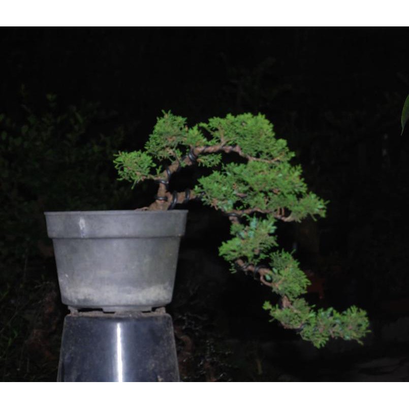 16880 - Bonsai Cemara Sargenti Semi Cascaade 04 Diskon | Shopee Indonesia