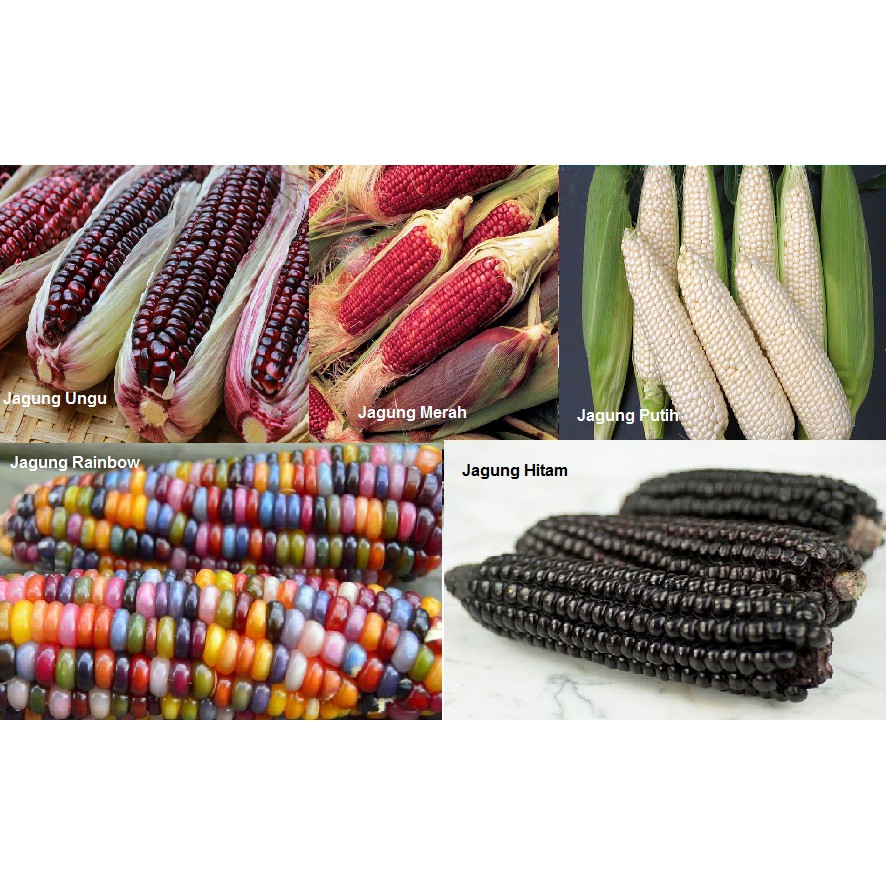 Paket Hemat Bibit Benih Biji 5 Jenis Jagung Mudah Tumbuh | Shopee Indonesia