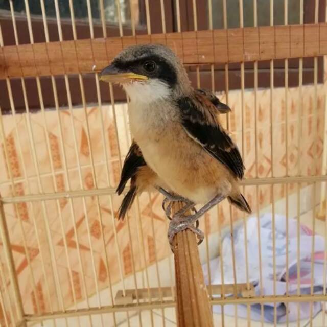 Pentet/cendet suara rapet.cocok untuk masteran burung lain. Pentet Anakan Jinak Total Shopee Indonesia